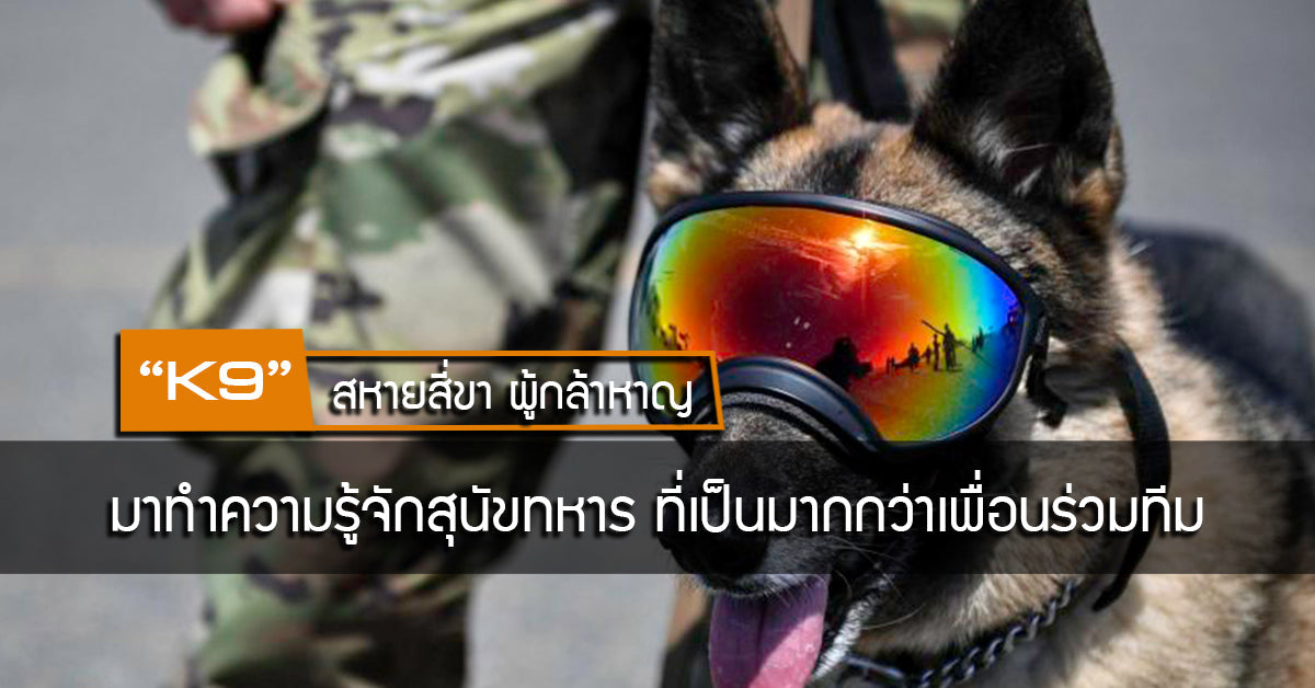K9 สหายสี่ขา ผู้กล้าหาญ - มาทำความรู้จักสุนัขทหาร ที่เป็นมากกว่าเพื่อนร่วมทีม Valor Tactical